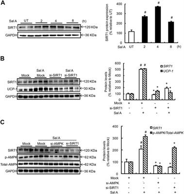 Activation of AMP-Activated Protein Kinase-Sirtuin 1 Pathway Contributes to Salvianolic Acid A-Induced Browning of White Adipose Tissue in High-Fat Diet Fed Male Mice